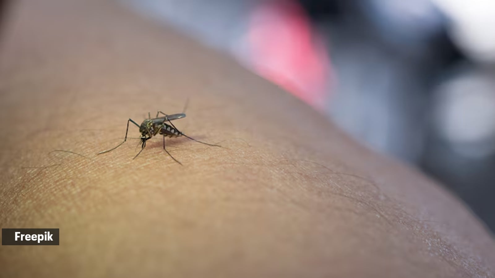 mosquito
