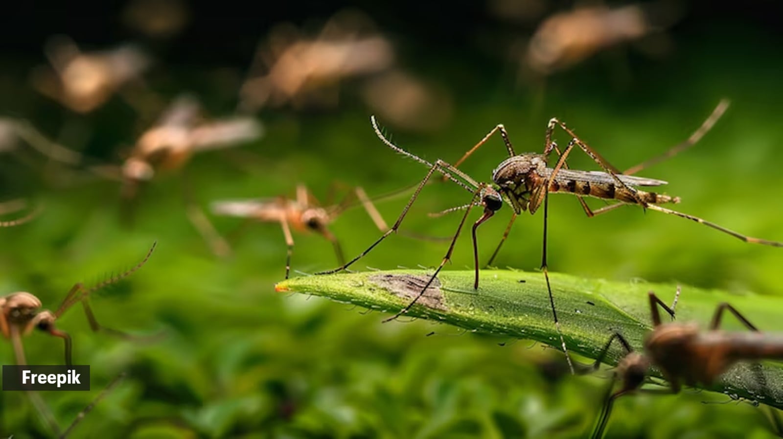 mosquito