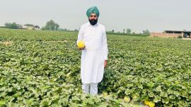 muskmelon farmer, melon