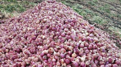 onions
