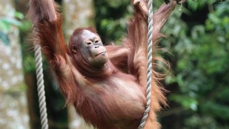 In a study at the Indianapolis Zoo, an orangutan named Rocky showed he could imitate human-like sounds.