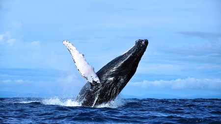 Discover the powerful, protective, and sometimes ruthless world of female animals