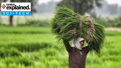 Workers transplanting paddy crop seedlings at a farm on the outskirts of Ahmedabad.