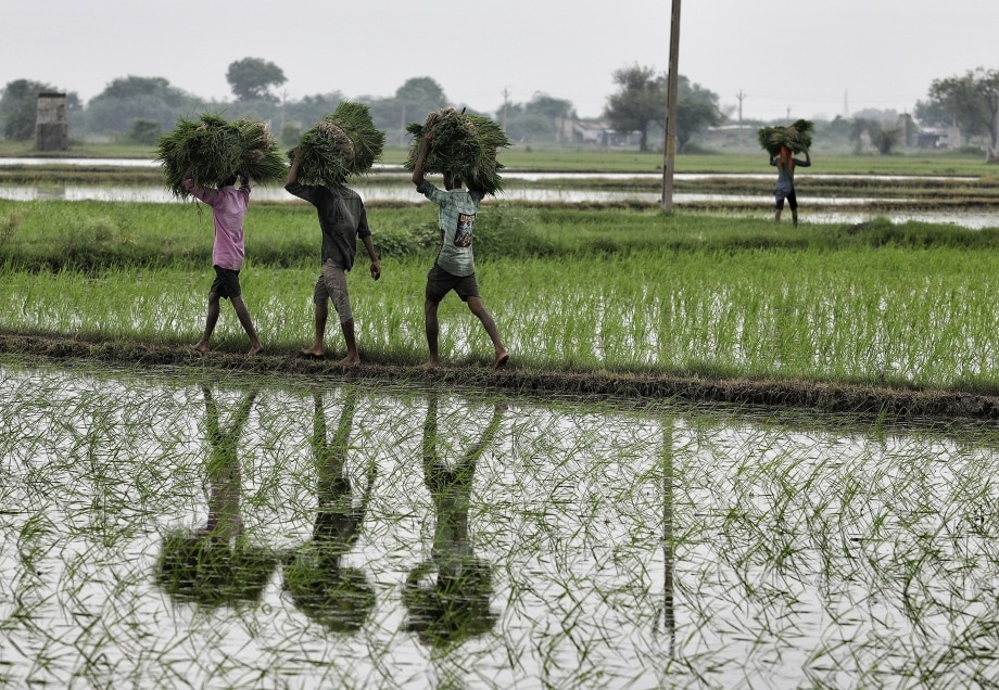 Workers transplanting paddy crop. 