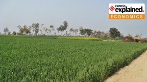 Wheat fields in Punjab, Pakistan.