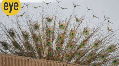 animals and birds mate