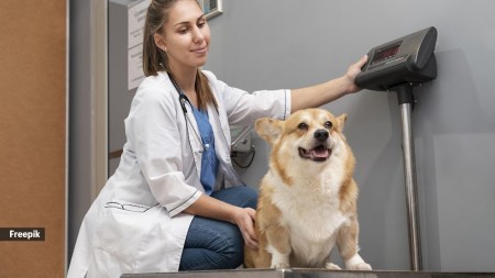 Experts warn that pet obesity is often the result of human behaviour