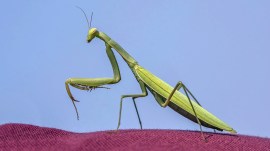 The praying mantis can fall victim to a creepy parasite called the horsehair worm, which takes control of its brain and forces it to dive into water. Here’s how it works.