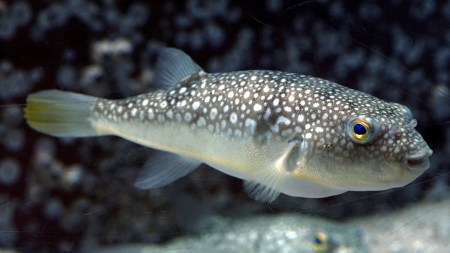 Meet the world’s most toxic animals—from poison dart frogs to deadly jellyfish—and discover how their natural toxins are far more dangerous than cyanide.