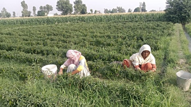 punjab farmers, india pakistan conflict, BSF, indian express