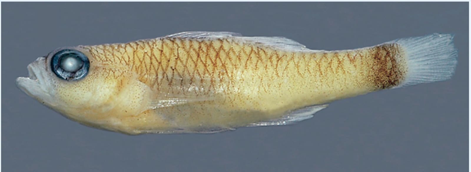 From mayflies to killifish and pygmy gobies, here’s a look at nature’s shortest-lived creatures and how they make every minute count. (Source: Wikimedia Commons)