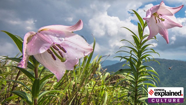 Shirui Lily