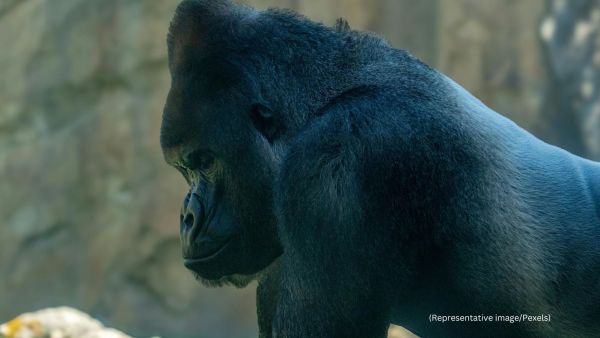 Dubbed the "100 men vs a gorilla" debate, it has sparked a sea of memes, heated arguments, and even expert commentary