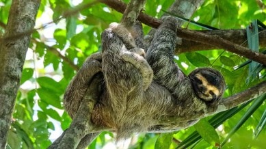 Some animals have evolved to become smaller over time