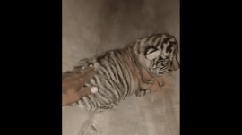 Ranthambore tiger