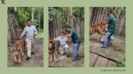 Just as the tourist poses for a picture, the tiger abruptly pounces on the tourist