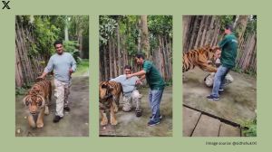Just as the tourist poses for a picture, the tiger abruptly pounces on the tourist
