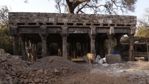 Arrowhead's cubs at the Yagnashala ruins next to the Jogi Mahal gate, where the ranger was killed on Sunday. Photo: Ravindra Jain