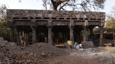 Arrowhead's cubs at the Yagnashala ruins next to the Jogi Mahal gate, where the ranger was killed on Sunday. Photo: Ravindra Jain