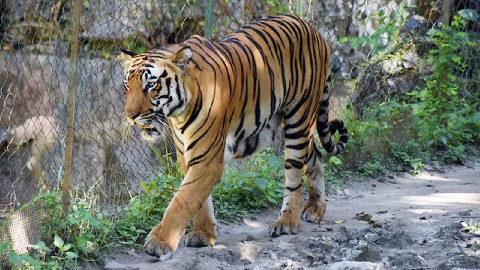 assam, tiger killed, royal bengal tiger,