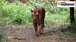 Jharkhand to set up its first tiger safari: The plan and concerns around it