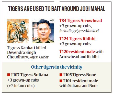 Lured by live bait, unfazed by humans, tigress kills ranger in Ranthambhore -- her second victim