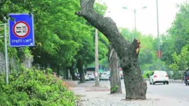 trees