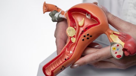 Explore how the uterus changes during a woman’s menstrual cycle and pregnancy