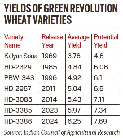 wheat