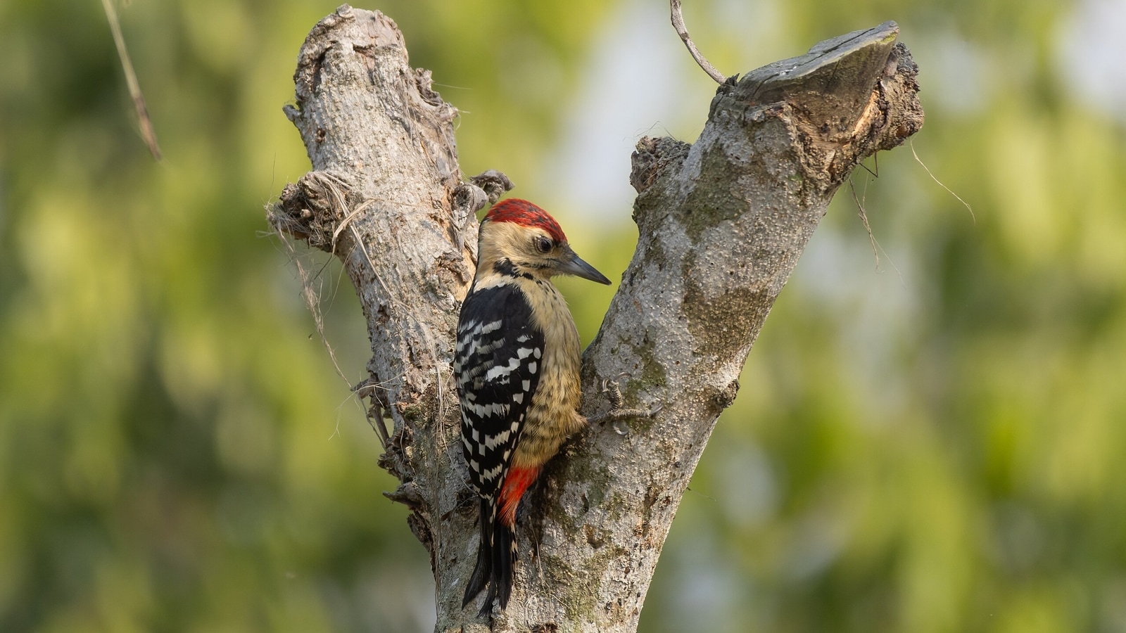 woodpeckers