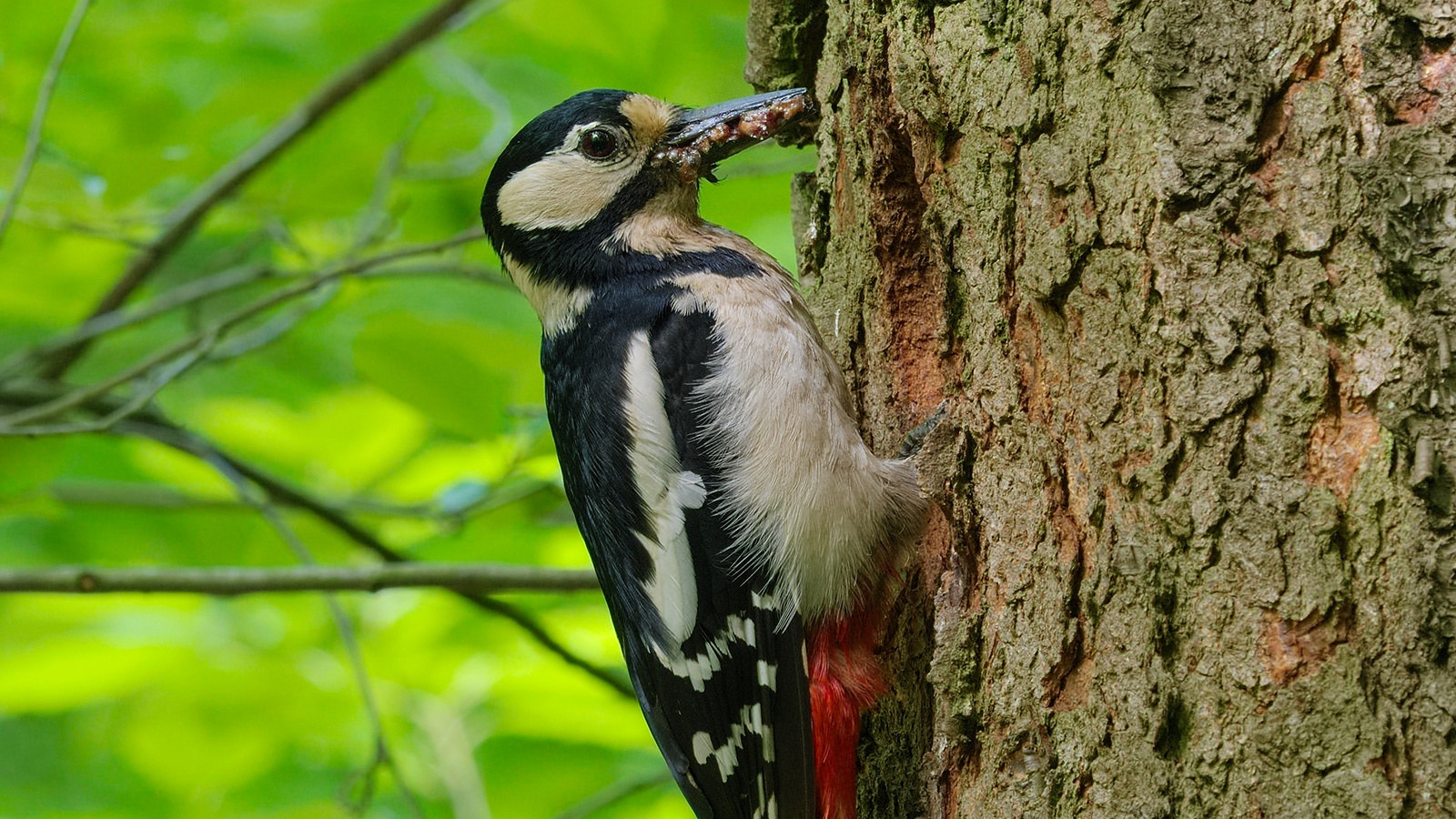 How Do Woodpeckers Avoid Concussions While Pecking?