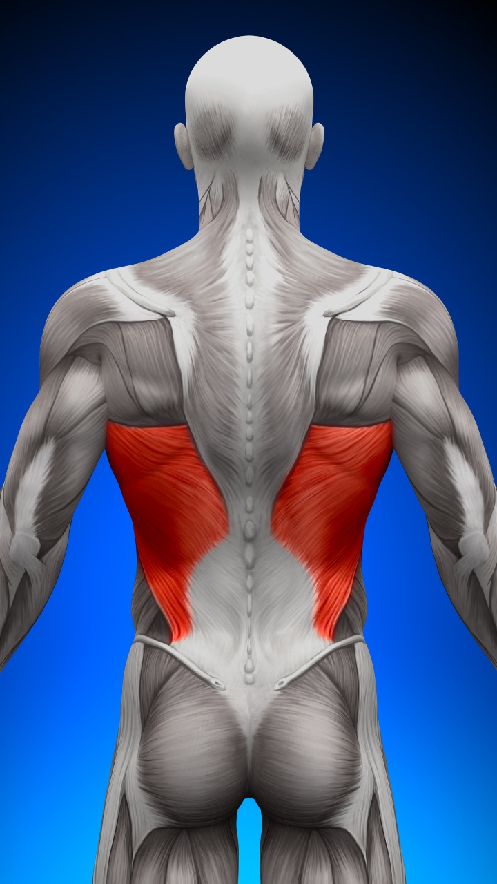 Why Are Back Muscles Attractive