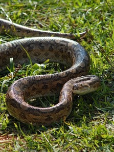 Anacondas: Types, traits, and surprising facts