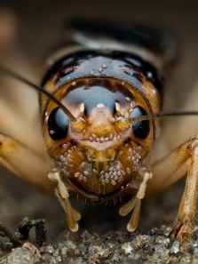 What cricket chirps reveal about temperature and nature