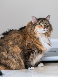 Pet obesity: The growing health crisis in cats and dogs