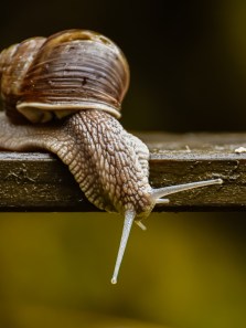 8 animals that aestivate to survive summer heat