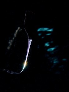 Oarfish myths vs science: What the rare sighting really means