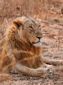 India’s iconic and rare big cats you must know about