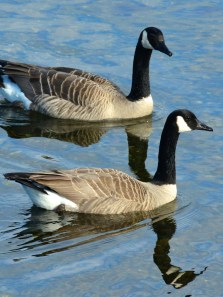 Birds that are strictly herbivores