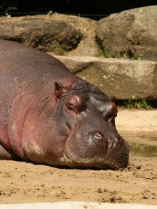 Animal sleep habits and energy conservation explained