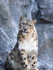 From Dugong to Snow Leopard: The mascots of India’s UTs