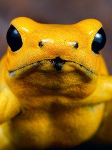 The world’s most poisonous frogs