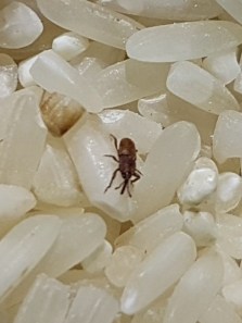 A step-by-step guide to eliminate rice and grain infestation