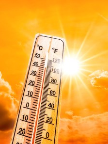 8 expert-backed ways to keep your dog safe in a heatwave