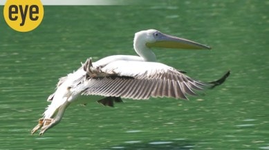 Pelicans landing on water stick out their webbed feet to brake as they splash down (Credit: Ranjit Lal)