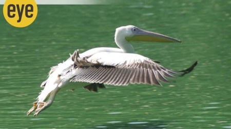 Pelicans landing on water stick out their webbed feet to brake as they splash down (Credit: Ranjit Lal)