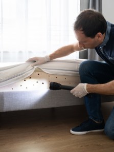 Dealing with bed bugs: Prevention, removal, and mistakes to avoid