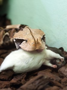 Gaboon viper: Africa’s camouflaged predator