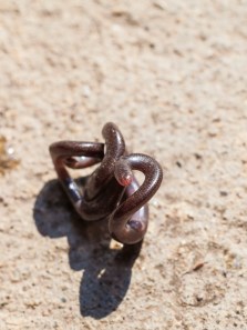 Nature’s tiniest survivors: The world’s smallest, rarest creatures