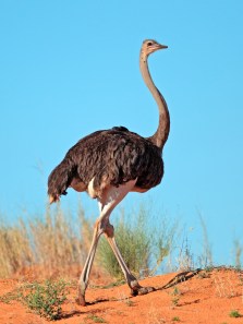 Ostrich: Built for land, not for flight